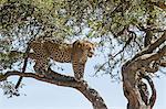 Africa, Kenya, Narok County, Masai Mara National Reserve. Leopard in a tree.