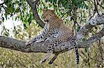 Africa, Kenya, Narok County, Masai Mara National Reserve. Leopard sitting in a tree.