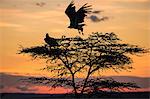 Africa, Kenya, Narok County, Masai Mara National Reserve. Silhouette of Vultures in a tree at sunset.