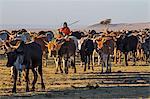 Africa, Kenya, Narok County, Masai Mara National Reserve. Maasai men herding cattle.