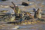 Africa, Kenya, Narok County, Masai Mara National Reserve. Crocodiles feeding.