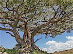 Africa, Kenya, Narok County, Masai Mara National Reserve. Leoppard sleeping in a fig tree.