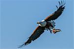 Africa, Kenya, Narok County, Masai Mara National Reserve. Fish eagle with a catfish.