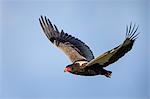 Africa, Kenya, Narok County, Masai Mara National Reserve. Bateleur in flight.