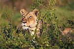 Africa, Kenya, Narok County, Masai Mara National Reserve. A watchful Lioness