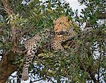 Africa, Kenya, Narok County, Masai Mara National Reserve. Leopard resting in a tree.