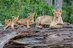 Africa, Kenya, Narok County, Masai Mara National Reserve. Lioness and her cubs