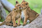 Africa, Kenya, Narok County, Masai Mara National Reserve. Lion cubs playing.