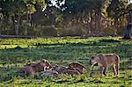 Africa, Kenya, Narok County, Masai Mara National Reserve. A pride of lions feeding on a kill