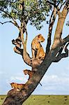 Africa, Kenya, Narok County, Masai Mara National Reserve. Lioness and her cubs in a tree.