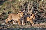 Africa, Kenya, Narok County, Masai Mara National Reserve. Lion Cubs