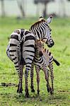 Africa, Kenya, Narok County, Masai Mara National Reserve. A Zebra and her foal.