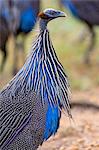 Kenya, Laikipia County, Laikipia. A Vulturine Guineafowl.