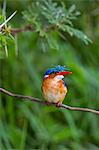 Kenya, Kajiado County, Amboseli National Park. A beautiful Malachite Kingfisher with its crown feathers raised.