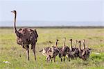 Kenya, Kajiado County, Amboseli National Park. A female Maasai Ostrich and chicks.