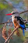 Kenya, Kajiado County, Amboseli National Park. A Grey-headed Kingfisher