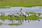 Kenya, Kajiado County, Amboseli National Park. Water birds congregrate on floating grass in the swamps of Amboseli.