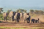 Kenya, Kajiado County, Amboseli National Park. A herd of African elephants on the move.