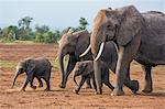 Kenya, Kajiado County, Amboseli National Park. A family of African elephants on the move.