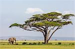 Kenya, Kajiado County, Amboseli National Park. An African elephant approaches a large Acacia tree.