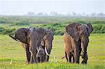 Kenya, Kajiado County, Amboseli National Park. A small herd of African elephants leaves Amboseli swamp in the late afternoon.