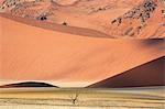 Africa, Namibia, Namib Desert, Sossusvlei. A lone dead tree in the arid landscape.