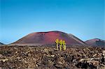 Cactus, Caldera Colorada, Parque de los Volcanes, Lanzarote, Canary Islands, Spain