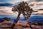 U.S.A., Utah, Dead Horse Point State Park, Juniper Tree