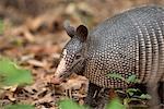 USA, Georgia, Cumberland Island, Nine-banded armadillo, Dasypus novemcinctus