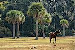 USA, Georgia, Cumberland Island, pony on meadow in the park