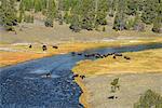 USA, Wyoming, Yellowstone National Park, Bison crossing firehole river