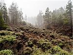 Northern slope of volcano Teide. Tenerife, Canary Islands. Spain