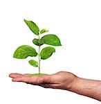 plant in a hand, isolated