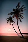 An image of a beautiful sunset over the ocean with a palm tree