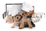 Adorable Yorkshire Terriers Chef With Hat