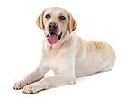 labrador retriever in front of white background