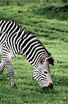 A zebra grazes on the lush green grass at Lake Nakuru National Park in Kenya.