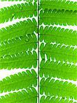 Green leave of fern isolated on white background