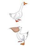 Vector illustration of a birds: goose and pelican