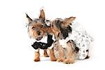 Bridal Couple Yorkshire Terrier Puppies on White Background