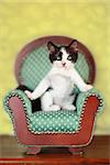 Black and White Kitten Sitting on a Chair