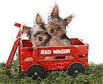 Adorable Yorkshire Terrier Puppies in a Wagon