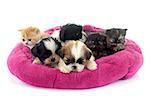 kitten and puppies in front of white background