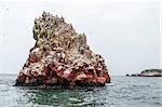 Wild birds on rocky formation ballestas island, paracas, Peru