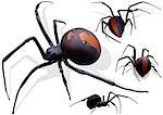 Black Widow Spider (Latrodectus hasselti) - Illustration, Vector
