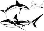 Caribbean Reef Shark Set (Carcharhinus perezi) - Black Illustration, Vector