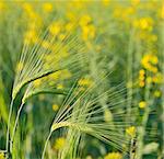 Green wheat field in spring time