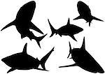 Blacktip Reef Shark Silhouettes (Carcharhinus melanopterus) - Illustration, Vector