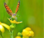 beautiful butterfly on yellow flower