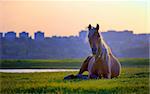 horse sitting in sunset on grass